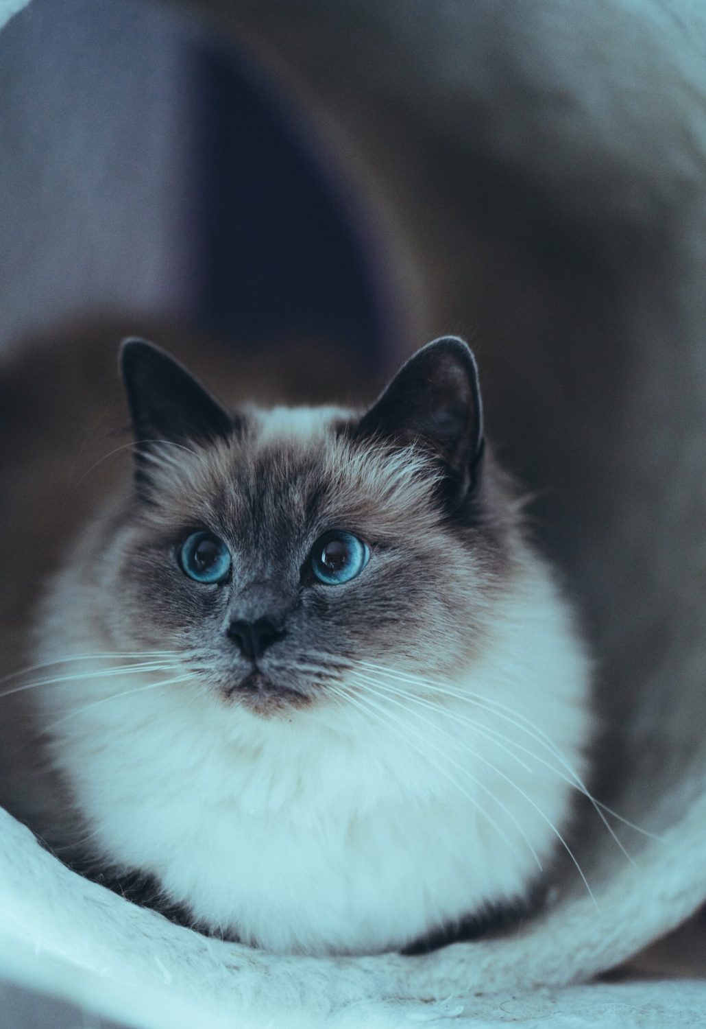 cat eye cat eye
